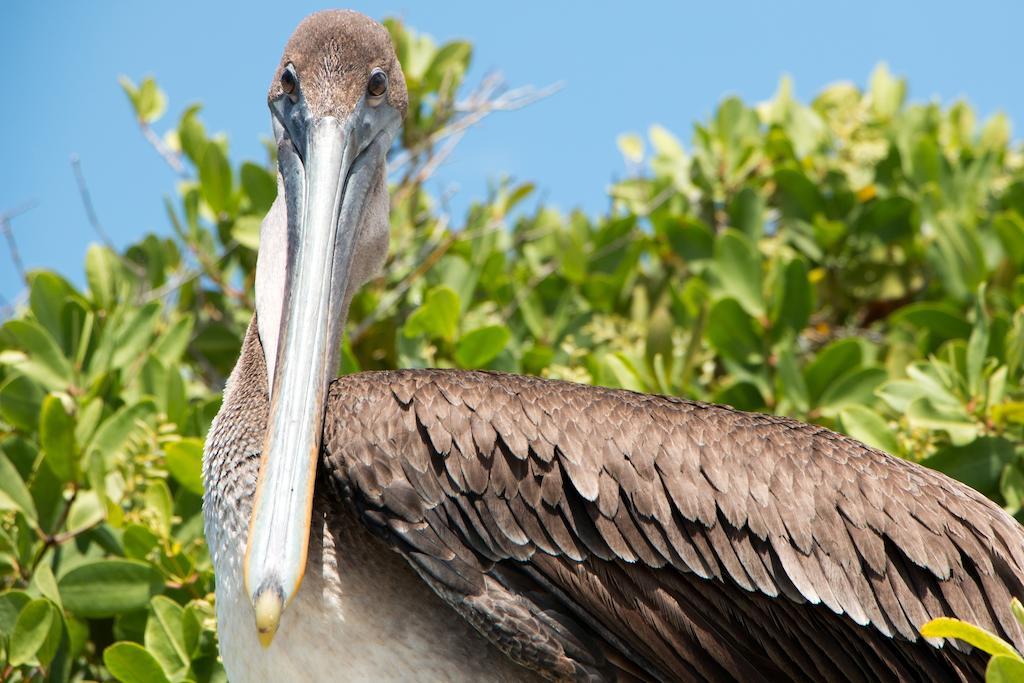Chez Manany Galapagos Ecolodge Puerto Villamil Exteriör bild